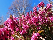 Alla Madonnina del Costone (1195 m) da Salmezza con tanti fiori-25mar24-FOTOGALLERY